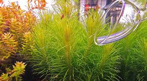 Image result for Pogostemon aquaticus