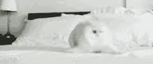 70+ most hilarious white cat meme & funny white cat images. White Cat Gifs Tenor