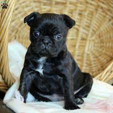 We did not find results for: Addy Bugg Puppy For Sale In Pennsylvania