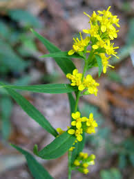 Image result for Solidago