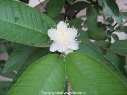 Garden shrubs guava plant pineapple guava tree trees for front yard shrubs for privacy monrovia plants plants specimen trees evergreen shrubs. Guava Tree Goodness Of Guava Seebhannu Chepkayi