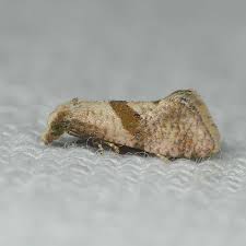 Image result for Cochylidia implicitana