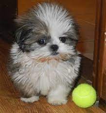 On average, this breed can cost anywhere from $300 without papers to as much as $1,550. Shih Tzu For Sale 2k Online Shopping