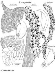 Image result for Stemodiopsis