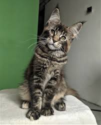 uma klichka dlya koshki mejn kun koshachi fotografii kotopes