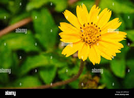 Image result for Bidens kirkii