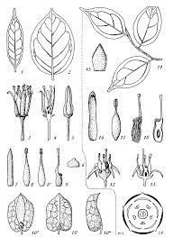 Image result for Rhaphiostylis
