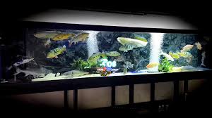 Shop for complete aquarium setups to build a great aquarium for your fishy friends. R08 That Fish Shop Home Facebook