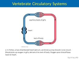 The heart is the organ that pumps blood into various cells and tissues. Circulation And Respiration Chapter 22 The Circulatory System Works With Other Organ Systems Maintains Volume Solute Concentration And Temperature Of Ppt Download