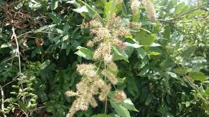 Image result for Combretum fuscum
