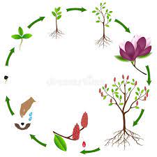 Life Cycle Of Pink Magnolia On A White Background Vector Illustration In 2021 Life Cycles White Background Orange Tree