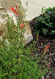 Image result for Aeollanthus ukamensis