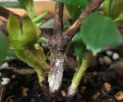アザレアの育て方 植え付けや植え替えの時期 剪定方法は Greensnap グリーンスナップ