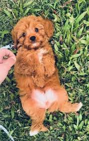 5 Pcs 9 99 Each Realistic Teddy Dog Lucky Echoxxli In 2020 Teddy Dog Dog Pictures Funny Dog Pictures
