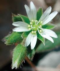 Image result for Stellaria