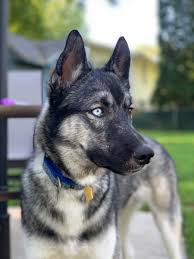 All adopt a husky minnesota dogs are: Adopt A Husky Mn Aah Mn Twitter