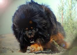 Tibet Mastifi Dunyanin En Pahali Kopegi