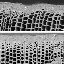 There are a lot of different microscopes that you can use to look at sand under a microscope. Pdf Improving The Sanding Process Of Black Spruce Wood For Surface Quality And Water Based Coating Adhesion