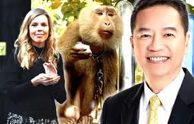 How to download monkey app after its been deleted ios/android 🐵 fix/use monkey app in any country😱. Uk Pm S Partner Targets Monkey Coconut Trade As Animal Rights Group Gets Thai Products Removed In Shops Thai Examiner