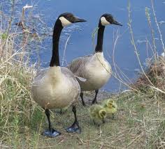 Though the spring is here. Goose Family Saskatoon Sk In 2020 Weather Photos Photo Birds