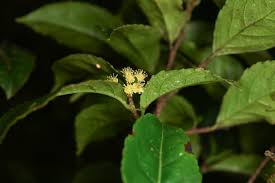 Image result for Vincetoxicum apiculatum
