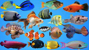 Pin By Suzanne Baranoski On Art Ed Australia In 2021 Sea Creatures For Kids Pictures Of Sea Creatures Animals
