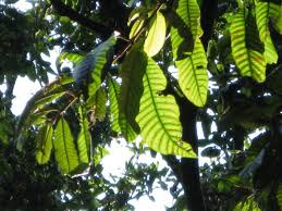 Image result for Pouteria altissima