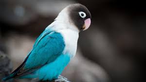 If there is no picture in this collection that you like, also look at other collections of backgrounds on our site. Beautiful Blue White Black Love Bird In Blur Black Background 4k Animals Hd Desktop Wallpaper Widescreen High Definition Fullscreen