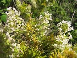 Image result for Asparagus macowanii