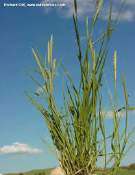 Both have large silver, pink or bronze tassels that appear atop tall stalks. Washington State Noxious Weed Control Board