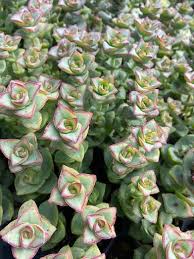 Image result for Crassula maputensis