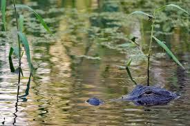 Muere pescador en ataque de caimán junto a lago en Florida