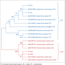 Image result for Isoberlinia doka