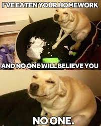 It Just Might Work Funnypics Funny Lol By Kelly Meli Funny Animal Memes Funny Dog Memes Funny Animal Jokes