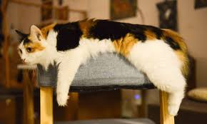 Why your cat is throwing up. Cat Is Vomiting Blood What To Do Canna Pet