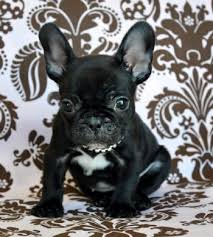 French bulldog litter of puppies for sale in sacramento, ca, usa. Teacup Puppies For Sale Florida Puppies For Sale Tampa Puppies For Sale Orlando Teacup Puppies For Sale Miami Florida Teacup Yorkie Puppies For Sale Florida Cassie S Closet