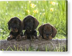 Pagesbusinesseslocal servicepet servicepet breederdog breederminiature wire haired dachshund puppies. Wire Haired Dachshund Puppies Acrylic Print By Jean Louis Klein Marie Luce Hubert