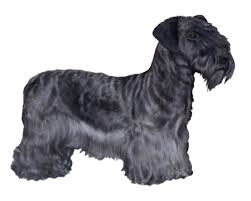 Image result for ČESKÝ TERIÉR