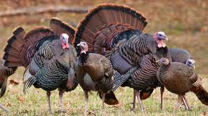 Türkiye), officially the republic of turkey, is a country straddling western asia and southeast europe.it shares borders with greece and bulgaria to the northwest; Turkeys The Humane Society Of The United States