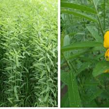 Image result for Crotalaria cylindrocarpa