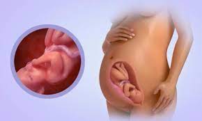 Your baby is as big as a pineapple. 34 Weeks Pregnant Symptoms And Episiotomy Week By Week Pregnancy Guide Kidspot