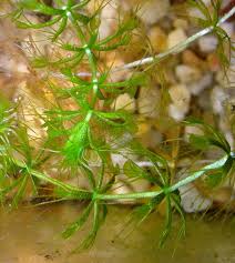 Image result for Lentibulariaceae