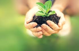 Control biorracional de plagas y enfermedades se convierte en ...