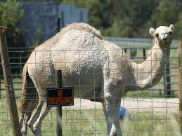 Log.error(unable to stop camel context: Watch Video Shows Florida Couple Enter Camel S Pen At Truck Stop Before Woman Bites It Westside Theadvocate Com