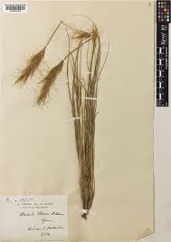 Image result for Sartidia angolensis