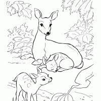 Kleurplaten uiltjes kleurplaat uiltjes in boom within kleurplaat. Kleurplaten Hert Kleurplaten Kleurplaat Nl