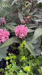 Image result for Justicia incana