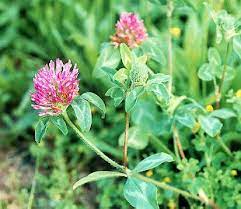 Red Clover Edible Wild Plants Harvesting Herbs Wild Plants