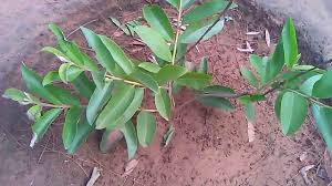 Image result for amrood ki kheti