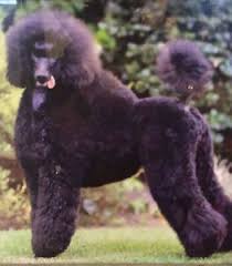$500vineland, new jerseystandard poodle puppies. Standard Poodles Dogs Puppies Gumtree Australia Free Local Classifieds